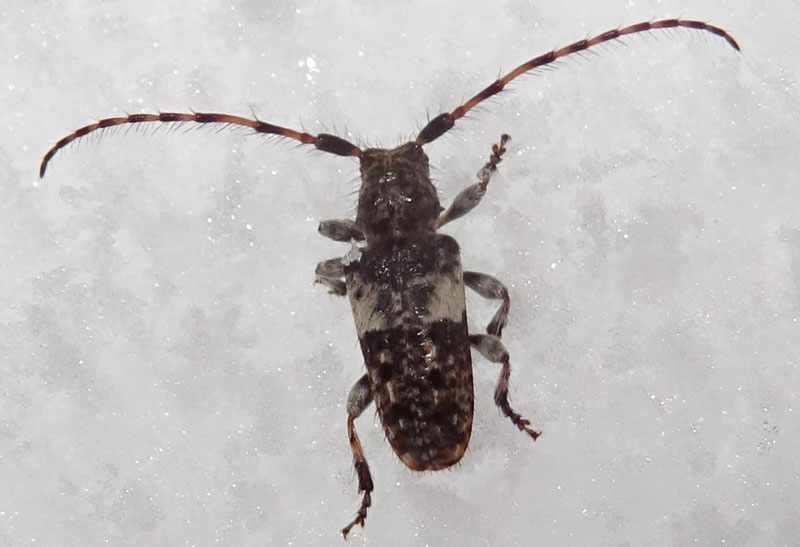 Cerambycidae: Pogonocherus fasciculatus